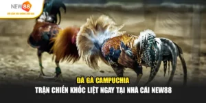 Đá Gà Campuchia - Các Trận Chiến Khốc Liệt Tại NEW88