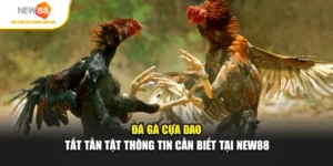 Đá Gà Cựa Dao - Tất Tần Tật Thông Tin Cần Biết Ở NEW88