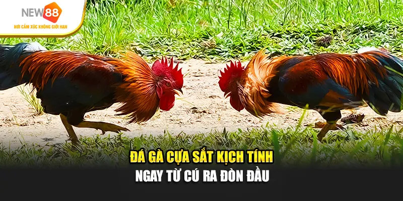 Đá gà cựa sắt kịch tính ngay từ cú ra đòn đầu