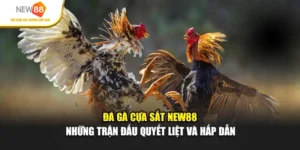 Đá Gà Cựa Sắt Tại NEW88 - Trận Đấu Quyết Liệt, Hấp Dẫn