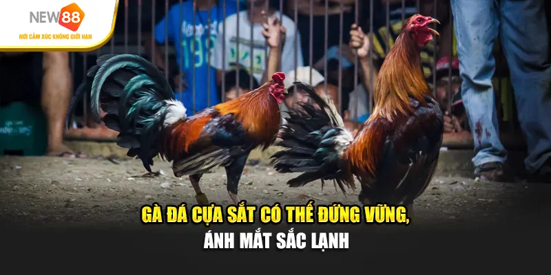 Gà đá cựa sắt có thế đứng vững, ánh mắt sắc lạnh