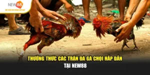 Đá Gà Chọi - Thưởng Thức Các Trận Hấp Dẫn Tại NEW88